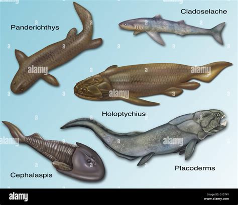 ancient fish|Top‭ ‬10‭ ‬Prehistoric fish (With Pictures).